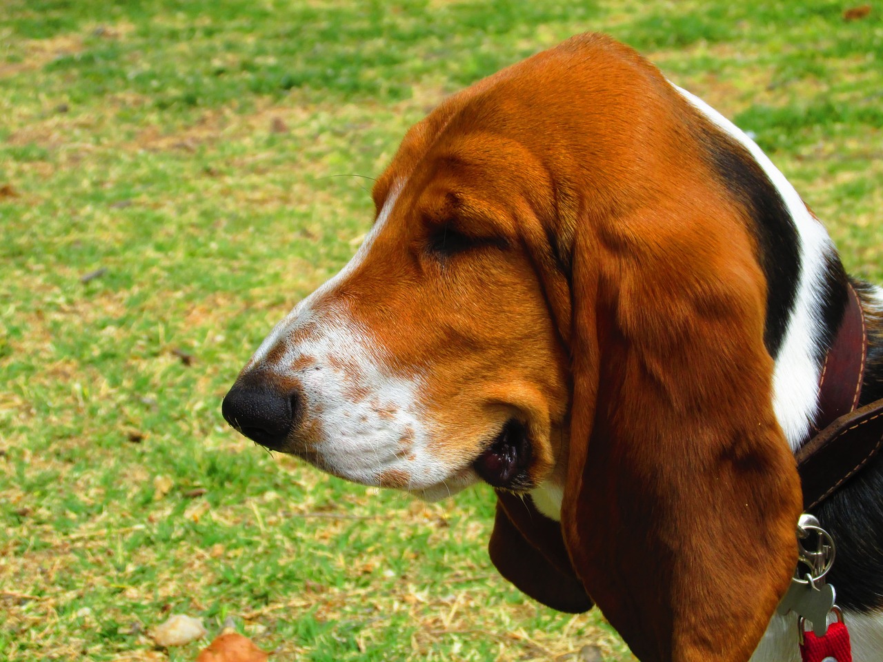 basset hound, dog, pet-345645.jpg