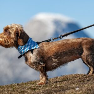 dog, pet, leashed-6824999.jpg