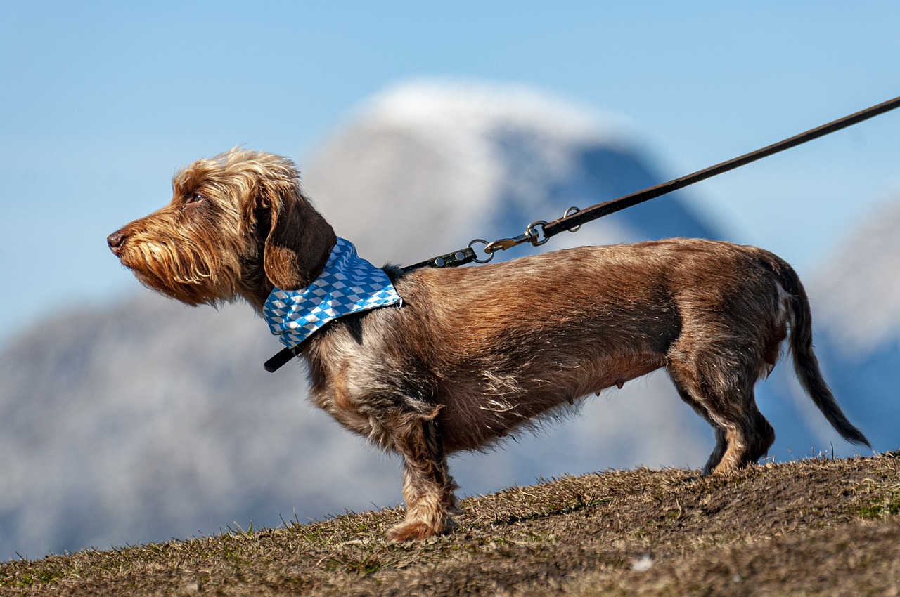 dog, pet, leashed-6824999.jpg
